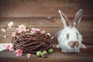 Fotolia Osterhase S - Ecker Möbel Eferding